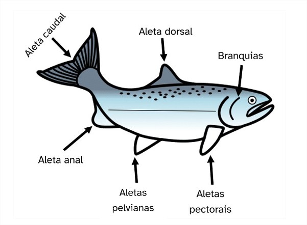 Nome das partes dun salmón atlántico: aleta dorsal, aletas aleta anal, aletas pelvianas, aletas pectorais, aleta caudal e branquias