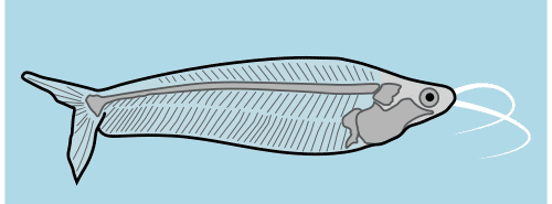 Pez transparente coa espina á vista