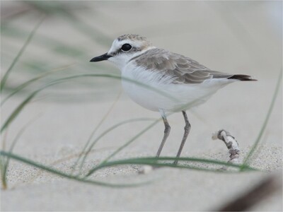 Fotografía dunha píllara das dunas