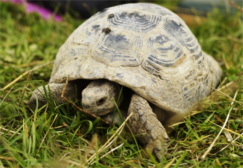 Fotografía dun sapoconcho marrón sobre o campo verde. 