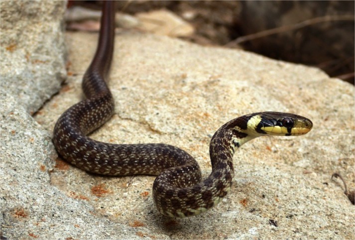Fotografía dunha serpe coa cabeza levantada nas rochas