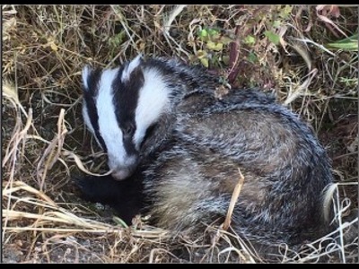 Fotografía dun teixugo