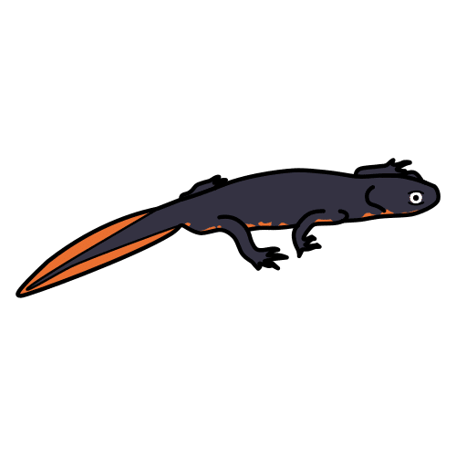 Pictograma dun tritón negro con cola laranxa.