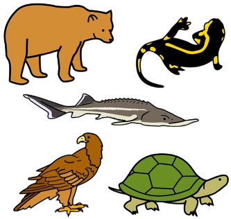 Oso pardo, píntega rabilonga, esturión, aguia real e sapoconcho común