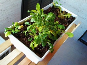 Plantas nun recipiente