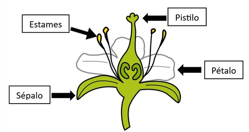 Partes dunha flor; pétalo, sépalo, estame, pistilo.