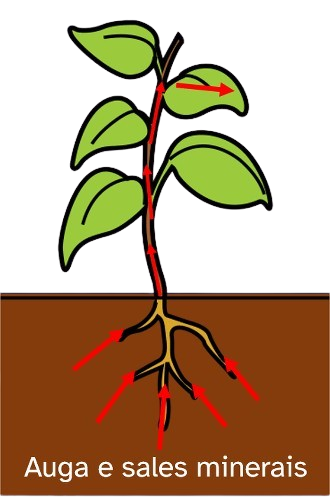 Planta enterrada coas raíces á vista