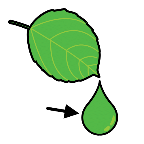 Pinga verde que sae dunha folla