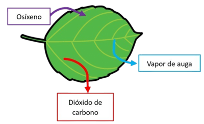 Folla na que entra osíxeno e sae dióxido de carbono e vapor de auga