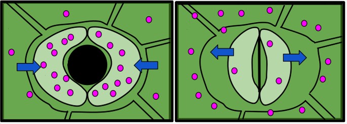 Estomas abertos e pechados