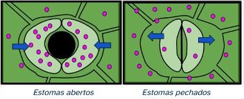 Estomas abertos e pechados Debuxo dos estomas dunha folla con frechas azuis enfrontadas na esquerda representado os estomas abertos e en direccións contrarias, na imaxe da dereita representando os estomas pechados