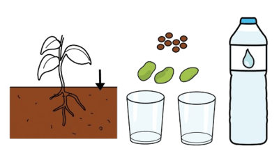 Terra, fabas, lentellas, dous recipientes transparentes e auga.