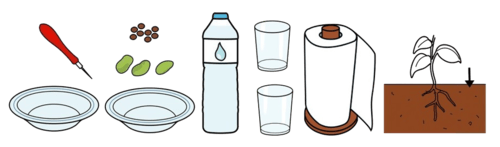 Punzón, lentellas, fabas, dous pratos fondos, dous recipientes transparentes, terra, auga, papel absorbente