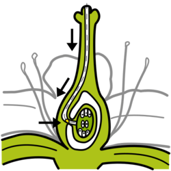 Fecundación dunha planta