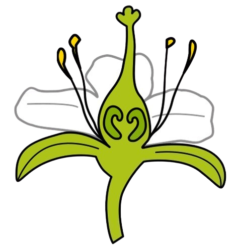 Parte interna dunha flor