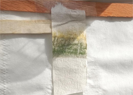 Experimento clorofila 8 Tira de papel con cores que van dende o amarelo ata o verde escuro
