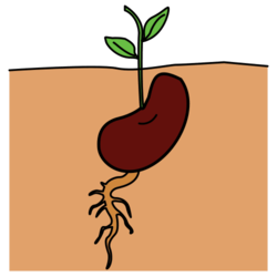 Xerminación dunha semente