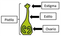 Partes do pistilo: estigma, estilo, ovario.