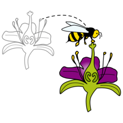 Abella transportando os grans de pole dunha planta a outra