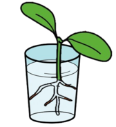Plantiña con raíces nun vaso con auga