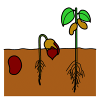 Reprodución das plantas