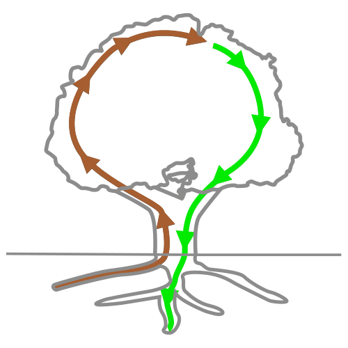 Imaxe dunha árbore con frechas marróns que suben polas raíces representado o zume bruto e frechas verdes que saen das ramas, representado o zume elaborado
