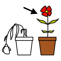 Imaxe dunha flor murcha e unha viva cunha frecha sinalando a viva.