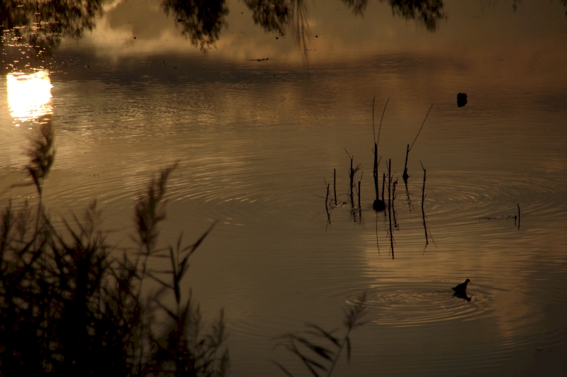 Imaxe dunha zona húmida