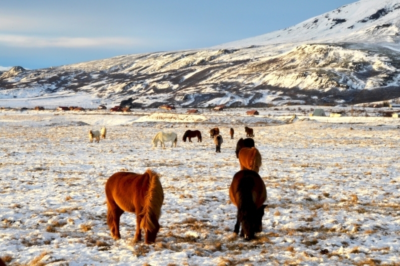Fotografía dunha zona de tundra con xeo e pouca vexetación, hai uns cabalos pastando.