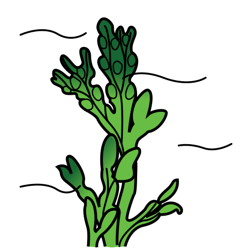 Pictograma dunha alga