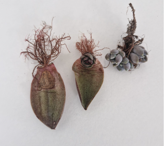 Imaxe do ciclo de reprodución por folla dunha suculenta