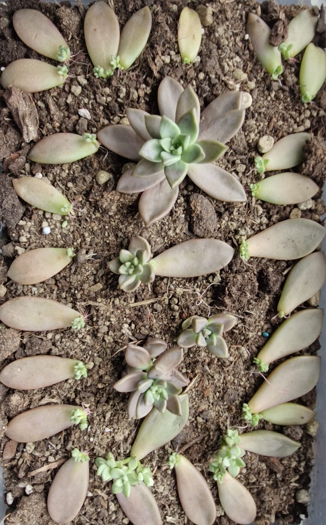 Fotografía de varias follas de suculenta reproducíndose en disintas fases