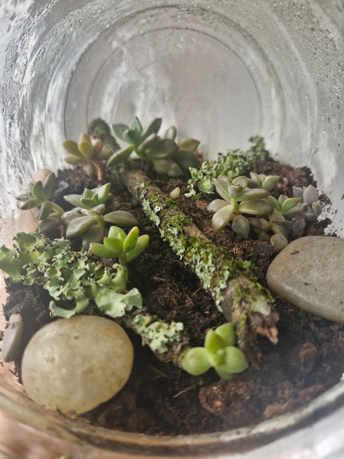 Imaxe dun ecosistema dentro dun frasco con plantas, terra, pedra e paus