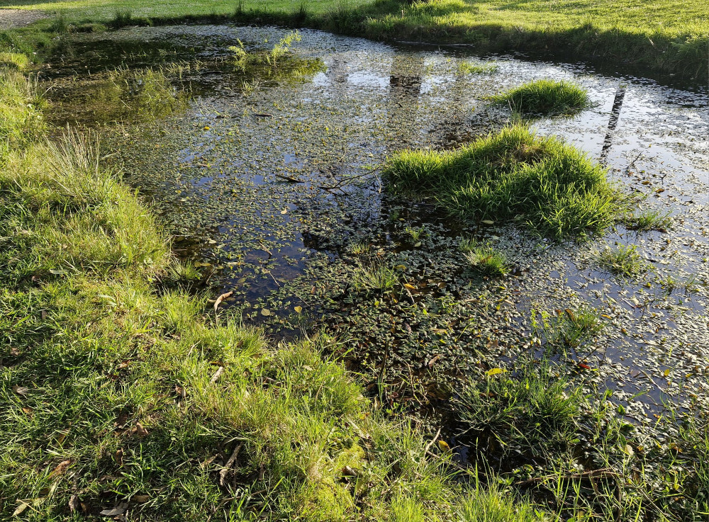 Fotografía dun estanque