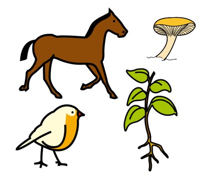 Imaxe de varios seres vivos