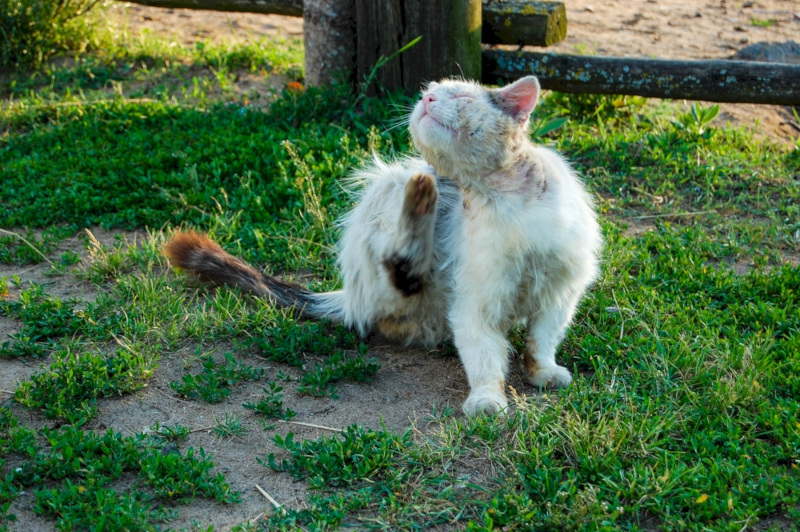 Imaxe dun gato rascándose