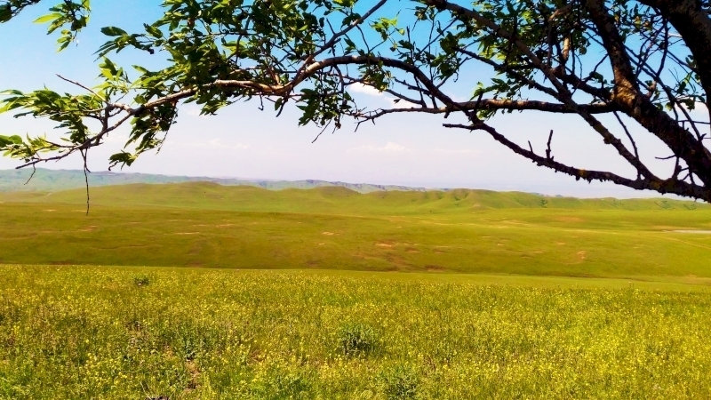 Imaxe dunha pradería