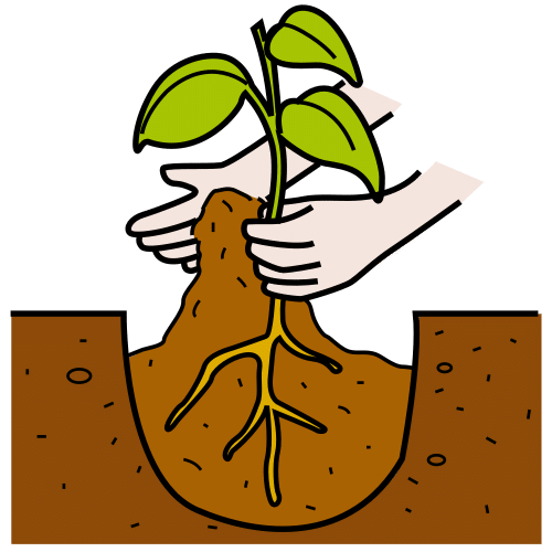 Plantar coñecementos Pictograma de plantar para representar o concepto de plantar coñecementos