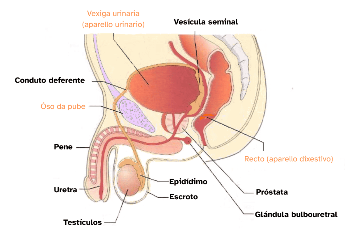 Imaxe do aparello reprodutor masculino.