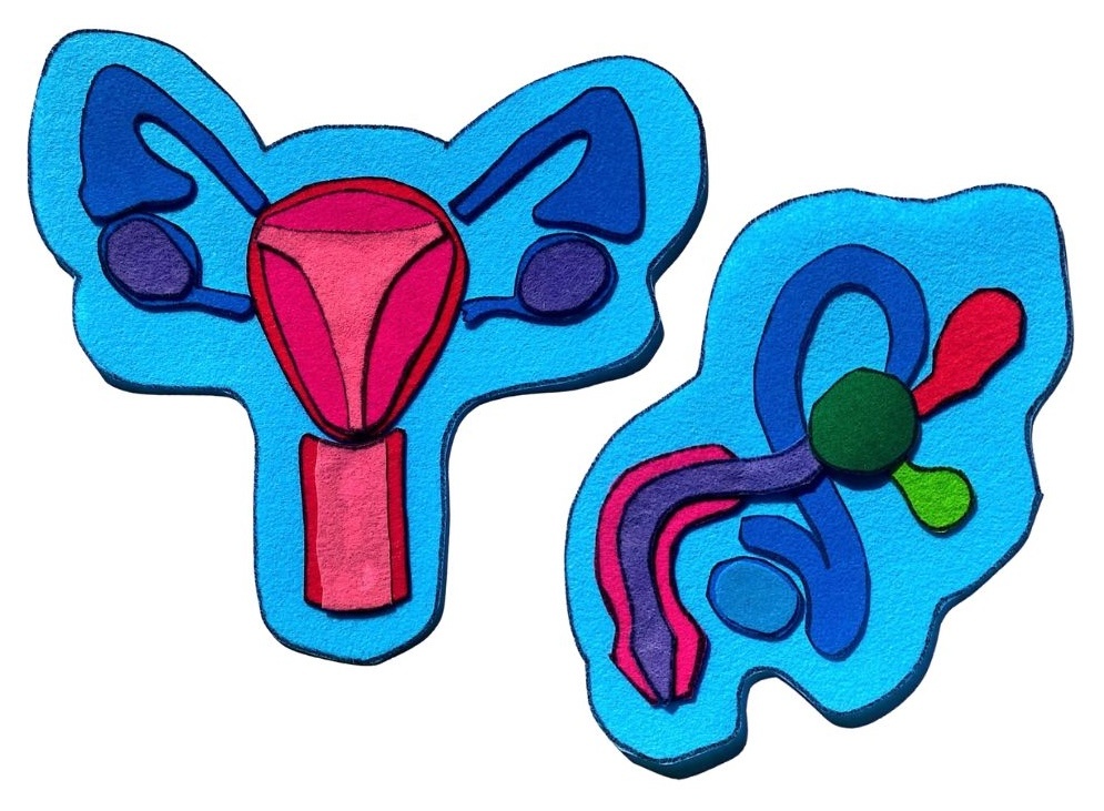 Maqueta de feltro Imaxe de dúas maquetas sobre os aparellos reprodutores: feminino e masculino.