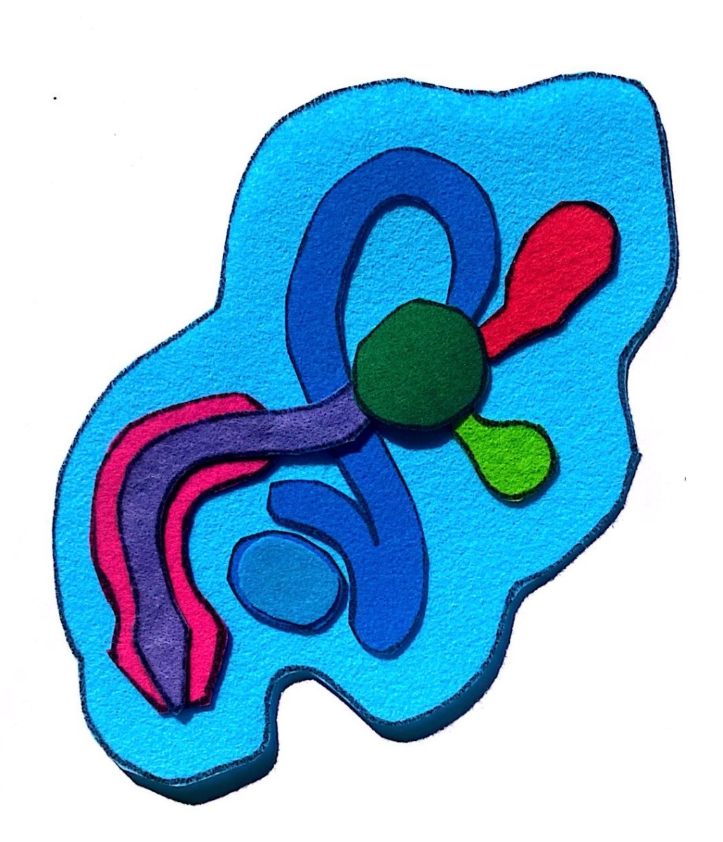 Maqueta aparello reprodutor masculino Maqueta feita de fieltro na que se representa o aparello reprodutor masculino.