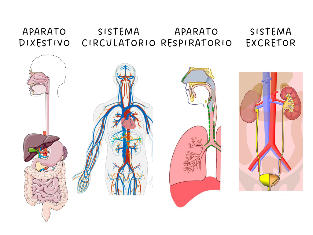 Imaxe dos catro aparatos, respiratorio, urinario, circulatorio e dixestivo, con números marcando as súas partes.