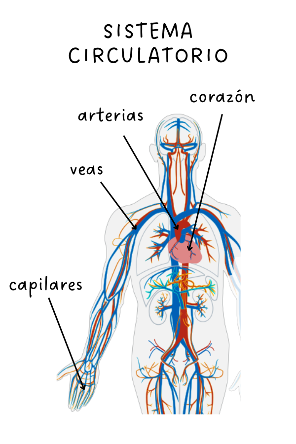 Imaxe do sistema circulatorio con todos os seus elementos localizados nun corpor humano