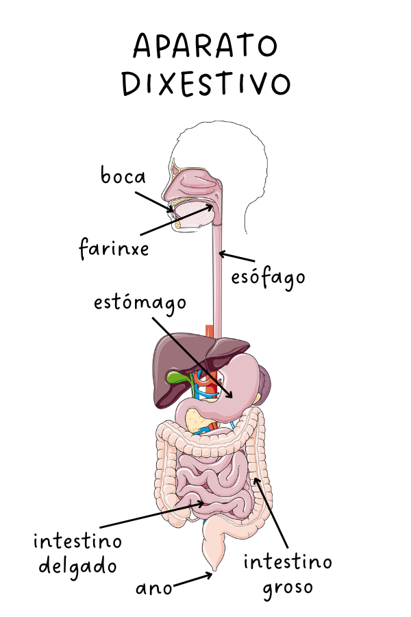 Imaxe do aparato dixestivo con todas as súas partes localizadas nun corpo humano.