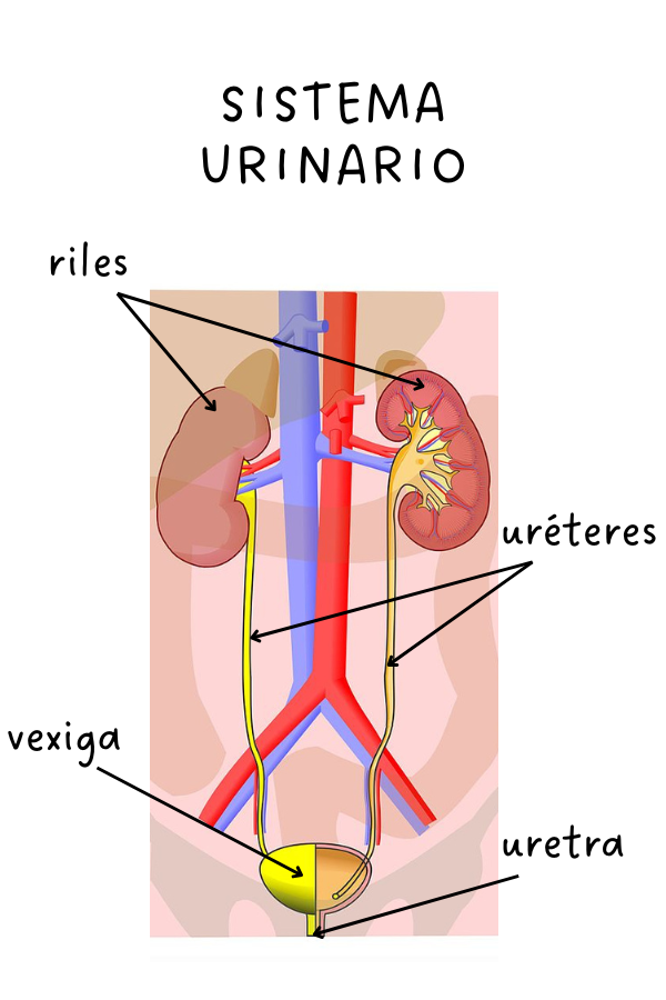Imaxe do sistema urinario localizando as súas partes nun corpo humano.