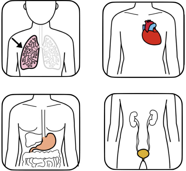 Catro cadros con representacións do aparato dixestivo, circulatorio, respiratorio e urinario.