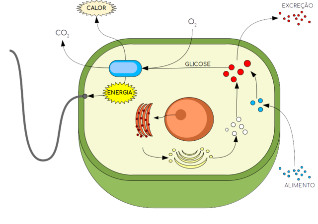 Metabolismo nunha célula eucariota.