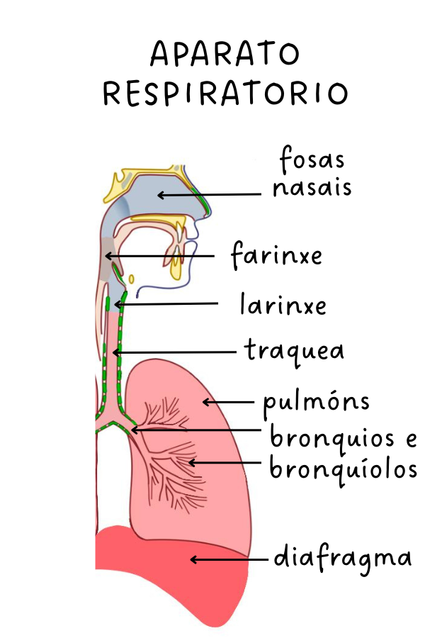 Imaxe das diferentes partes do aparato respiratorio localizadas nun corpo humano.