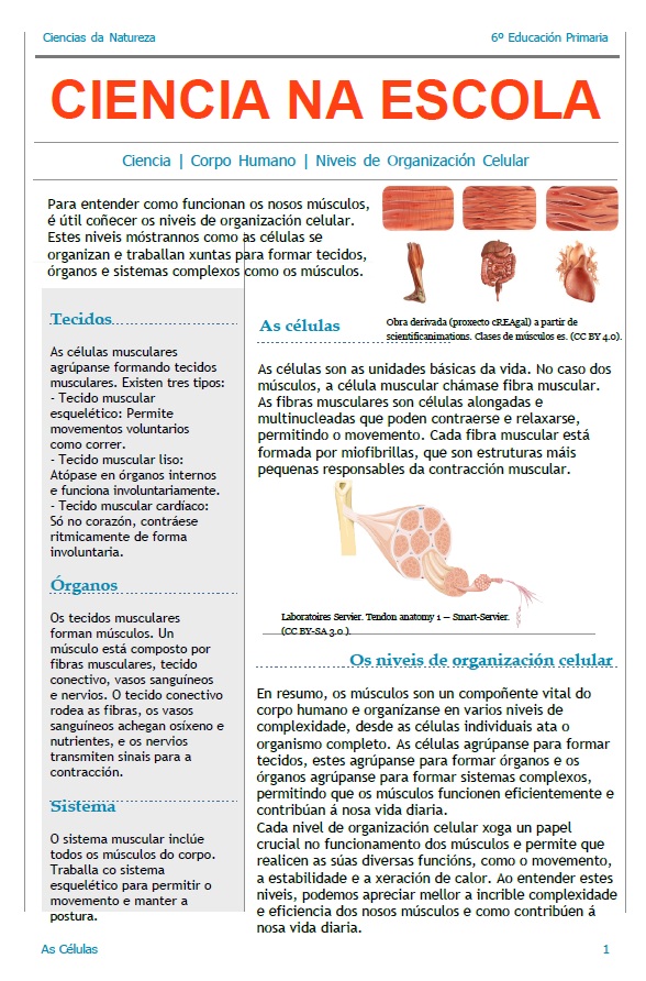 Imaxe dunha noticia sobre as células