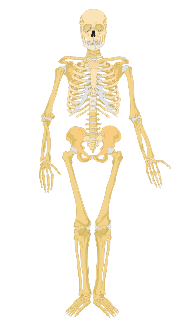 Imaxe dun esqueleto humano